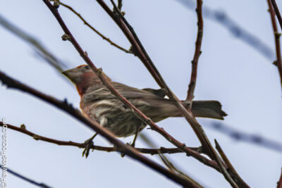 House Finch House Finch perched on bare tree branches against a clear sky showcasing its brown and red plumage. Perfect example of House Finch in natural habitat during daytime.