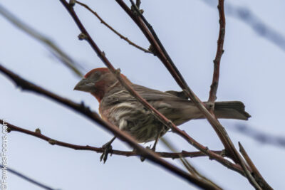 House Finch House Finch perched on a branch against a clear sky showcasing its vibrant plumage and natural habitat. Perfect example of a House Finch in the wild for bird enthusiasts.