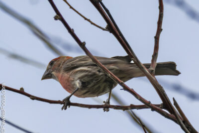 House Finch House Finch perched on bare branch against a clear sky highlighting its vibrant plumage. Perfect setting for bird watching and nature enthusiasts focused on House Finch identification.