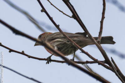 House Finch House Finch perching on bare tree branches against a clear sky. Perfect depiction of House Finch in its natural habitat showcasing its distinctive colors and pattern.