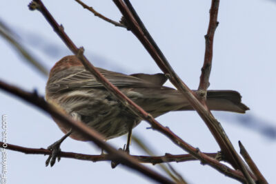 House Finch House Finch perched on a bare tree branch with clear blue sky background showcasing natural beauty and distinctive plumage of House Finch in its habitat.