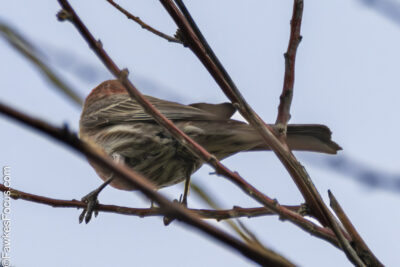 House Finch A House Finch perched on a bare tree branch, showcasing its distinct feathers and natural habitat. Perfect example of House Finch in a typical environment.