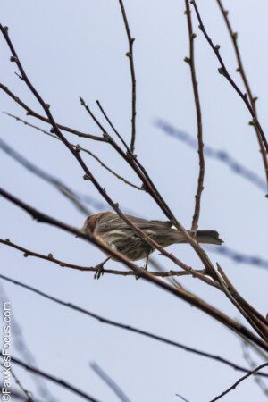 House Finch perched on bare branches against a clear sky showcasing its natural habitat. Ideal for bird enthusiasts seeking images of the House Finch in the wild.