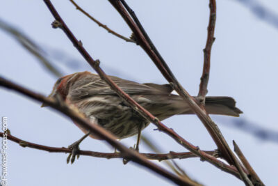 House Finch House Finch perched on a branch against a clear sky showcasing its brown and red plumage. Perfect example of a House Finch in its natural habitat for bird enthusiasts.