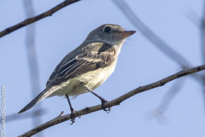 Least Flycatcher Least Flycatcher perched on a branch against a clear blue sky showcasing its distinctive plumage and small size. Perfect example of the Least Flycatcher in natural habitat.