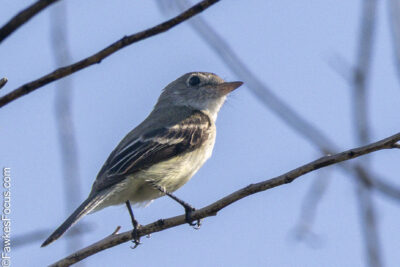 Least Flycatcher A Least Flycatcher perched on a thin branch against a clear blue sky showcasing its distinctive feathers and small stature perfect for birdwatching enthusiasts.