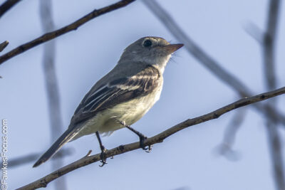 Least Flycatcher A Least Flycatcher perched on a branch against a clear blue sky showcasing its distinctive plumage perfect example of birdwatching and avian photography opportunities.