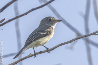 Least Flycatcher Least Flycatcher perched on a bare branch with a clear sky backdrop highlighting its distinct markings and small size perfect for birdwatchers and nature enthusiasts