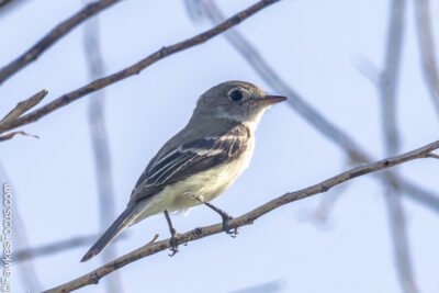Least Flycatcher Least Flycatcher perched on a branch against clear sky showcasing its distinct gray and white feathers. Ideal for birdwatching and ornithology enthusiasts seeking insights.