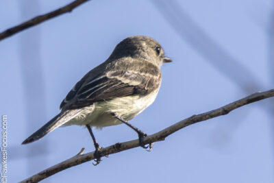 Least Flycatcher Least Flycatcher perched on a thin branch against a clear blue sky highlighting its small size and grayish-brown plumage ideal for birdwatching enthusiasts.