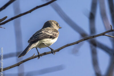 Least Flycatcher Least Flycatcher perched on a branch against a clear blue sky. This small bird is known for its distinctive call and habitats in North American woodlands during migration.
