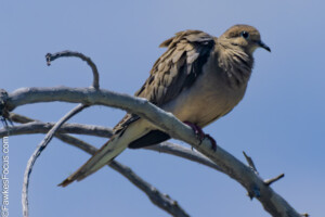 Mourning Dove perched on a barren tree branch under a clear blue sky. The dove is known for its gentle cooing and is a common sight in many North American landscapes.