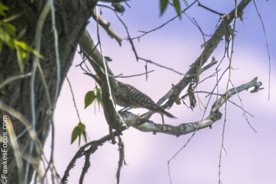 Northern Flicker Northern Flicker perched on a tree branch with a soft pastel sky backdrop highlighting the bird's natural habitat and unique features, perfect for nature enthusiasts.