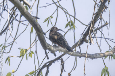 Northern Flicker Northern Flicker perched on a tree branch surrounded by sparse leaves against a clear sky. Perfect example of the unique features of the Northern Flicker in its habitat.