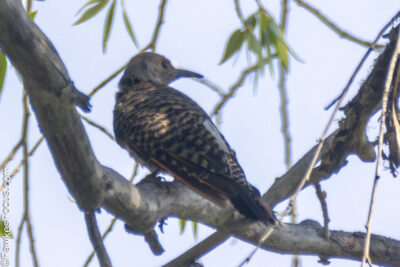 Northern Flicker Northern Flicker perched on a tree branch against a clear sky. The bird's distinctive markings and natural habitat are highlighted in this nature scene.