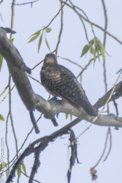Northern Flicker Northern Flicker perched on a tree branch in its natural habitat, showcasing its distinctive plumage and colors, surrounded by lush green foliage on a clear day.