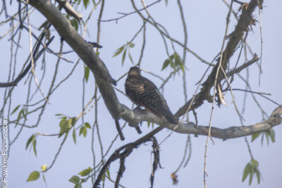 Northern Flicker Northern Flicker perched on a tree branch with sparse leaves against a blue sky highlighting its distinctive plumage amidst the natural habitat.