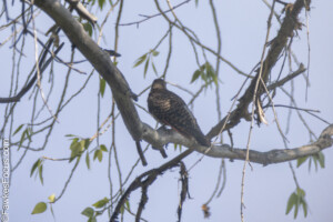 Northern Flicker perched on a tree branch with sparse leaves against a blue sky highlighting its distinctive plumage amidst the natural habitat.