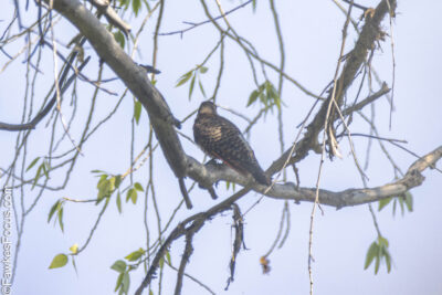 Northern Flicker Northern Flicker perched on a tree branch surrounded by leaves against a clear blue sky showcasing its distinctive plumage in a natural habitat suitable for birdwatching.