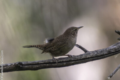 Northern House Wren Northern House Wren perched on a branch against a blurred natural background showcasing its brown plumage and signature short tail in a serene setting.