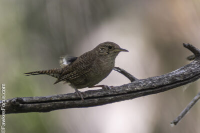 Northern House Wren Northern House Wren perched on a branch showcasing its brown plumage in a natural habitat. Perfect example of Northern House Wren's adaptive behavior and environment.