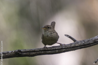 Northern House Wren Northern House Wren perched on a branch showcasing its natural habitat with a blurred green background. Perfect for bird enthusiasts and nature photographers.