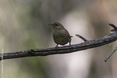 Northern House Wren Northern House Wren perched on a branch in a peaceful forest setting showcasing its natural habitat and distinct plumage ideal for bird enthusiasts and wildlife photographers.