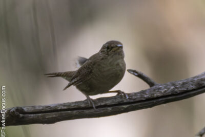 Northern House Wren Northern House Wren perched on a branch in natural habitat displaying its distinctive brown plumage and compact shape ideal for birdwatching and wildlife photography.