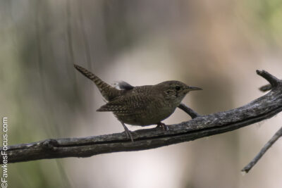 Northern House Wren A Northern House Wren perched on a branch in its natural habitat showcasing its small brown body and subtle markings. Perfect example of Northern House Wren behavior.