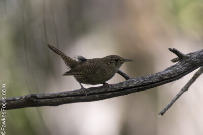 Northern House Wren Northern House Wren perched on a branch displaying its brown plumage. Perfect example of this small bird species found in North America. Ideal for bird watchers.