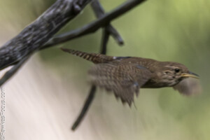 Northern House Wren in flight captured mid-air near branches in its natural habitat. This small bird showcases its intricate feather details and agile movement.