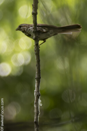 Song Sparrow perched on a slender branch in a lush, green forest setting, showcasing its delicate features and blending seamlessly with its natural habitat. Ideal for birdwatching.