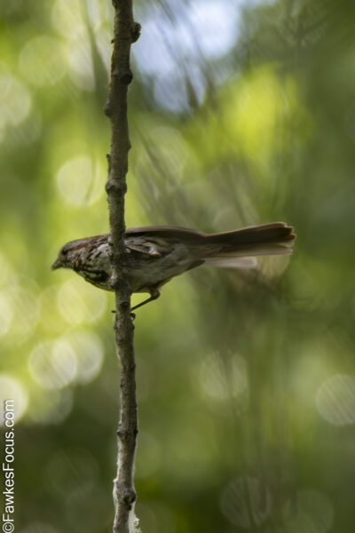Song Sparrow Song Sparrow perched on a slender branch amidst blurred green foliage perfect setting for birdwatching enthusiasts searching for the Song Sparrow in its natural habitat.