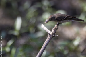 Western Wood-Pewee perched on a branch in natural habitat showcasing its distinctive features and behaviors highlighting the essence of this North American bird species.