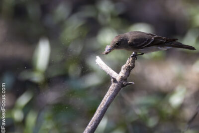 Western Wood-Pewee Western Wood-Pewee perched on a branch in natural habitat showcasing its distinctive features and behaviors highlighting the essence of this North American bird species.