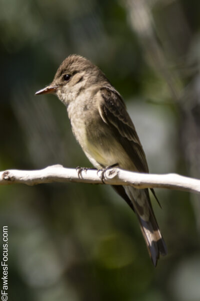 Western Wood-Pewee Western Wood-Pewee perched on a branch showcasing its distinctive plumage and small size in a natural habitat ideal for bird enthusiasts and wildlife photographers.