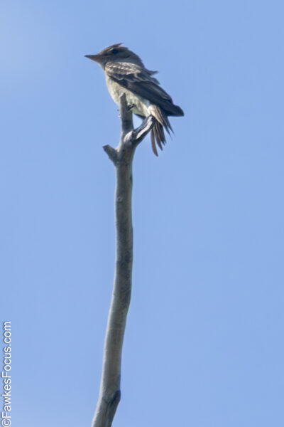 Western Wood-Pewee Western Wood-Pewee perched atop a slender branch against a clear blue sky showcasing its distinct plumage and profile perfect for birdwatching and nature enthusiasts.