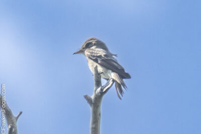 Western Wood-Pewee Western Wood-Pewee perched on a tree branch against a clear blue sky highlighting its distinctive plumage and natural habitat perfect for birdwatching enthusiasts and nature lovers.