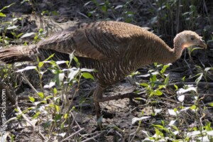 Wild Turkey foraging in a natural habitat among green plants. Displaying feathers and distinctive features typical of a Wild Turkey in the wild.