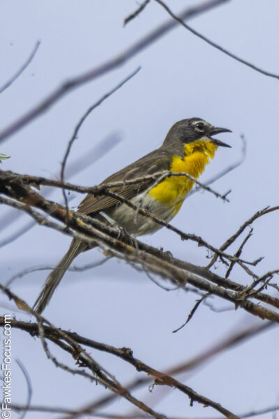 Yellow-breasted Chat Yellow-breasted Chat perched on a branch against a clear sky showcasing its vibrant yellow chest and distinct songbird features ideal for birdwatching enthusiasts.