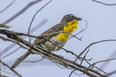 Yellow-breasted Chat Yellow-breasted Chat perched on tree branch with vivid yellow chest visible against a clear sky. This bird species is known for its distinct call and bright plumage.