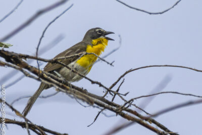 Yellow-breasted Chat Yellow-breasted Chat perched on tree branch singing, showcasing vibrant yellow plumage against clear sky, highlighting unique bird characteristics in natural habitat.