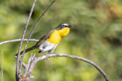 Yellow-breasted Chat Yellow-breasted Chat perched on a branch in a lush green forest setting. The vibrant yellow breast and distinctive markings make it a striking bird species to observe.