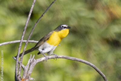 Yellow-breasted Chat Yellow-breasted Chat perched on a branch in a natural habitat showing its vivid yellow chest and sleek plumage against a soft green background highlighting birdwatching beauty.