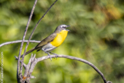 Yellow-breasted Chat A Yellow-breasted Chat perched on a branch against a blurred green background showcasing vivid yellow plumage. Ideal image for bird watchers and nature enthusiasts.