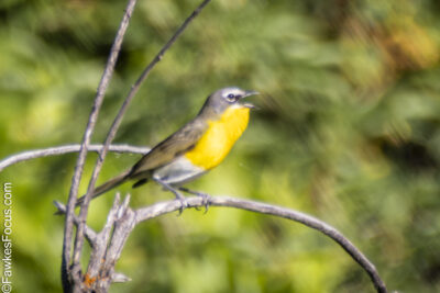 Yellow-breasted Chat Yellow-breasted Chat perched on a branch in a lush green forest showcasing its vibrant plumage ideal for birdwatching and nature enthusiasts seeking diverse wildlife.