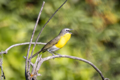 Yellow-breasted Chat Yellow-breasted Chat perched on a branch in a lush green forest displaying its vibrant yellow chest. Ideal habitat for birdwatchers and nature enthusiasts.