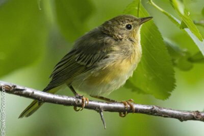 Yellow Warbler Yellow Warbler perched on a branch amid lush green leaves showcasing its vibrant plumage. Ideal habitat for birdwatching enthusiasts seeking a glimpse of the Yellow Warbler.
