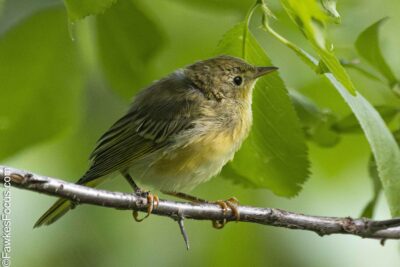 Yellow Warbler A Yellow Warbler perched on a branch surrounded by vibrant green leaves showcasing its beautiful plumage perfect for bird enthusiasts and nature photography fans.