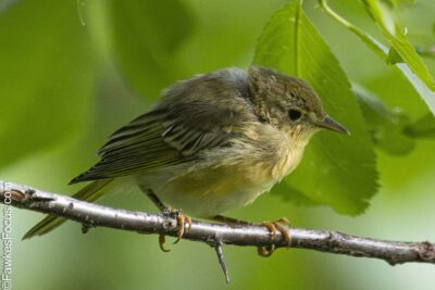 Yellow Warbler Yellow Warbler perched on a branch surrounded by green leaves. This small bird showcases bright yellow plumage popular among birdwatchers and nature enthusiasts.